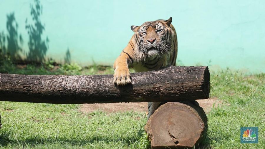 Harimau Diadu Lawan Kerbau Lalu Ditombak Sampai Mati