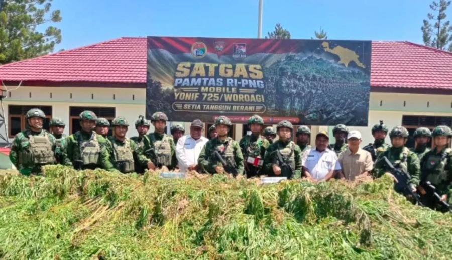 21.400 Batang Ganja Ditemukan di Yahukimo, Nilainya Tembus Rp8 Miliar