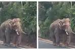 Kisah Pilu Gajah Sulong di Malaysia: Berjalan Lebih dari 100 Km seusai Direlokasi, Kondisi Luka-luka