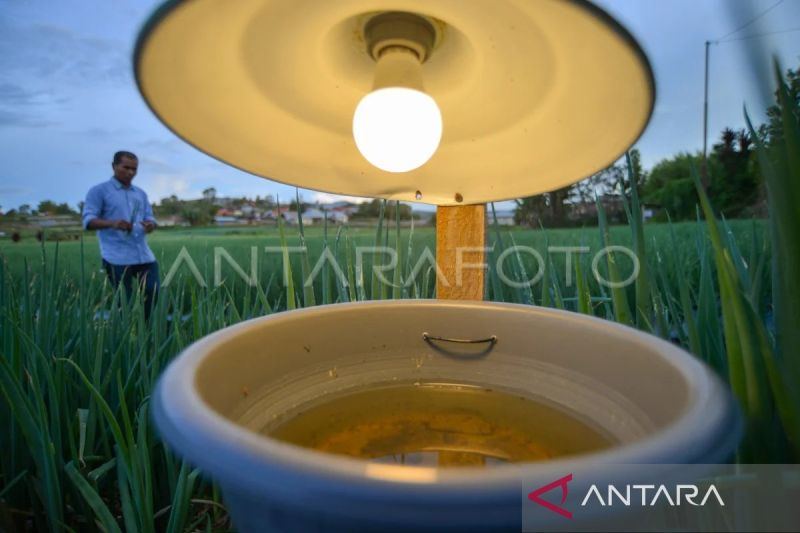 Petani bawang di Alahan Panjang manfaatkan teknologi perangkap hama