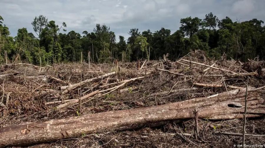 Pelaku Perusakan Hutan Dihukum Mati