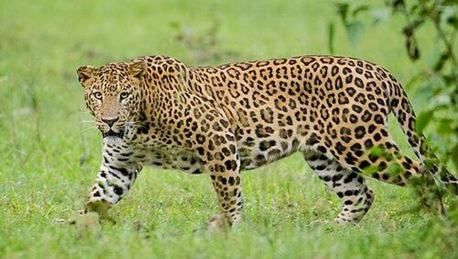 Manusia Bawa Macan Tutul di Punggung Kemudian Ditunggangi