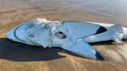Kuburan Massal Hiu Muncul di Tengah Padang Pasir, Bongkar Masa Lalu