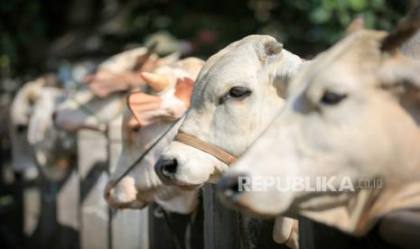 Pernah Lihat Sapi dalam Mimpi Anda? Berikut Arti dan Puluhan Takwilnya Menurut Ulama