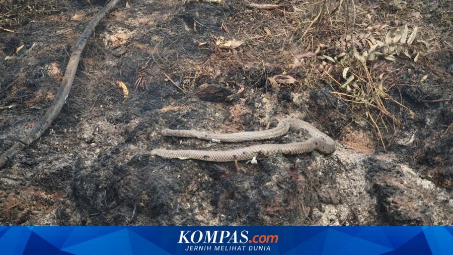 Saat Ular Kobra Ikut Hangus Terbakar Karhutla di Kalimantan Barat