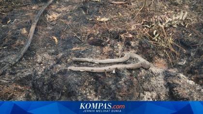Saat Ular Kobra Ikut Hangus Terbakar Karhutla di Kalimantan Barat