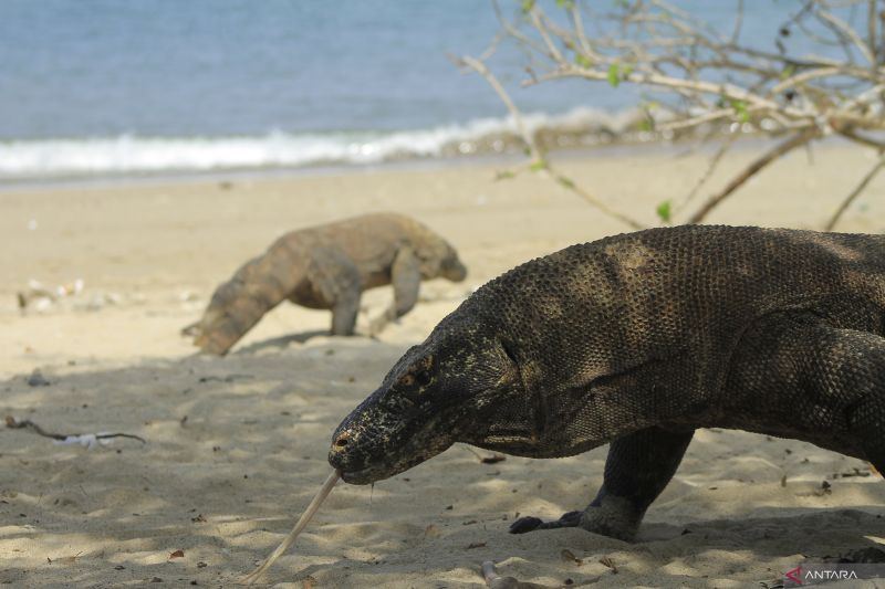 Kenapa komodo cuma ada di Indonesia? Ini alasannya