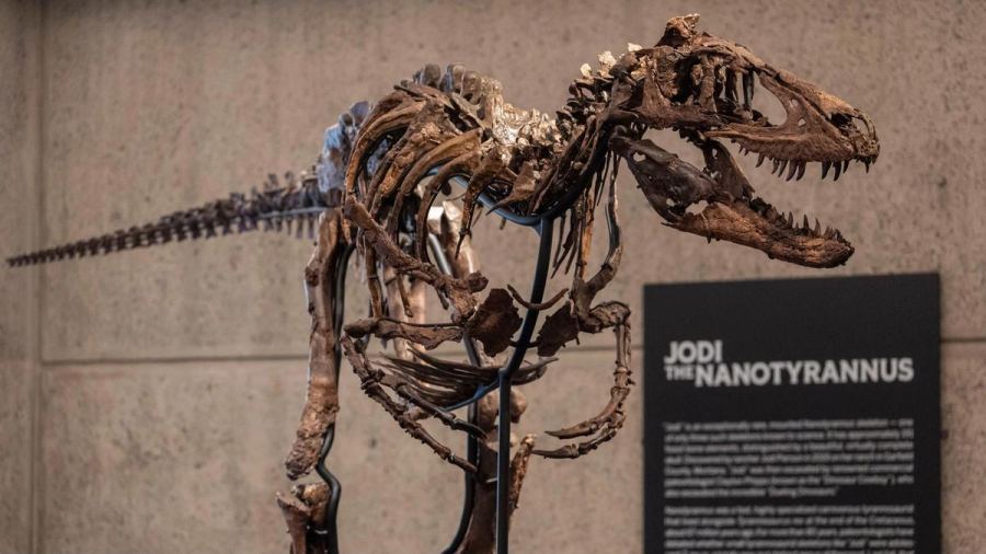 Kerangka Dinosaurus Langka Terjual Rp 859 Miliar