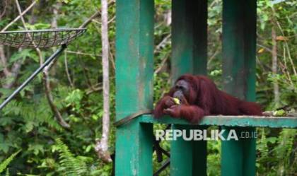 Karhutla Dekat Kebun Sawit, Kemenhut Evakuasi Orangutan dalam Kondisi Lemah