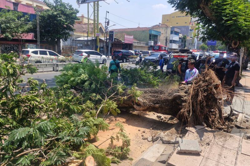 Pohon tumbang di Jalan Pandanaran Semarang tewaskan dua pemotor