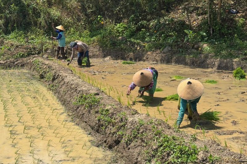 Undip kembangkan sawah modern ramah lingkungan
