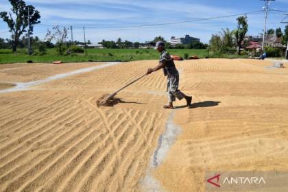 GREAT Institute: Ketepatan mitigasi produksi padi tetap diperlukan