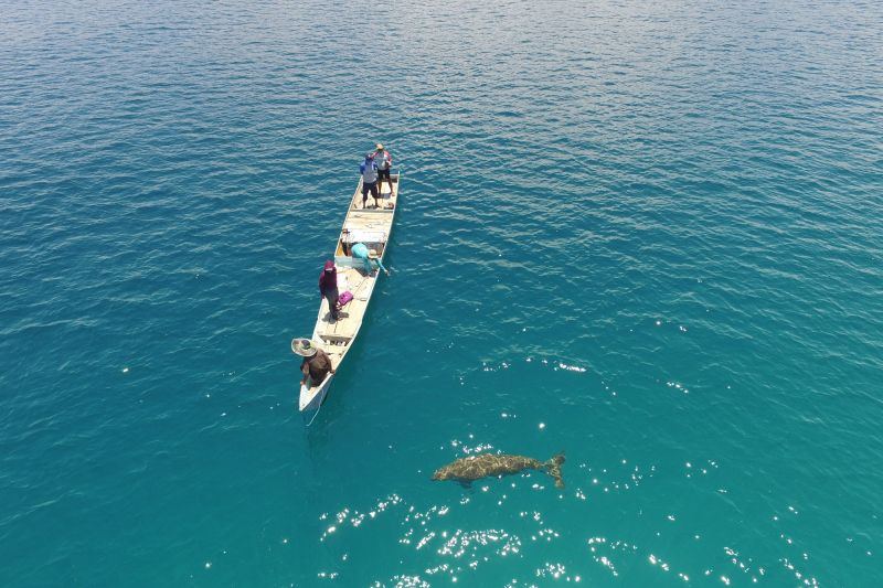 Peneliti Australia temukan penurunan populasi dugong sebesar 50 persen
