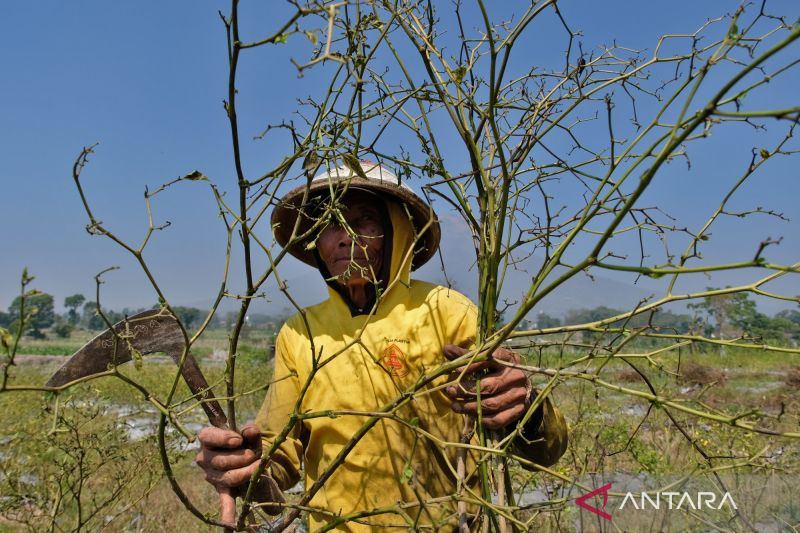 WMO: Kebakaran hutan dan gelombang panas tingkatkan polusi udara