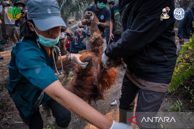 Kemenhut perkuat Satgas Penyelamatan Satwa Liar hadapi dampak karhutla