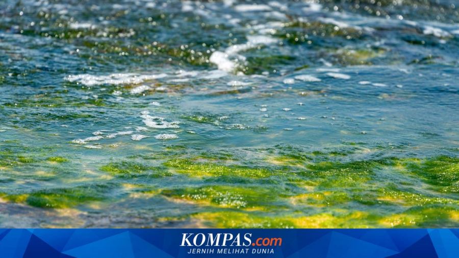 Ledakan Mikroalga Langka Lumpuhkan Pengolahan Air Laut Israel, Terancam Krisis