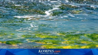 Ledakan Mikroalga Langka Lumpuhkan Pengolahan Air Laut Israel, Terancam Krisis