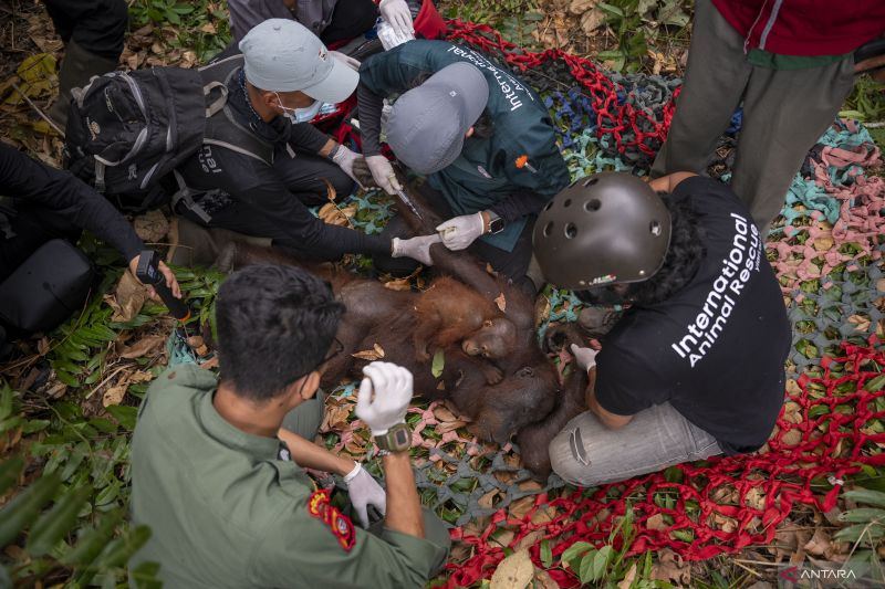 BKSDA dan YIARI kembali evakuasi Orangutan akibat asap Karhutla
