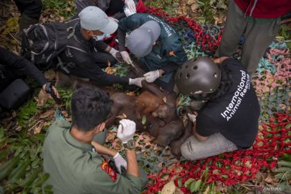 BKSDA dan YIARI kembali evakuasi Orangutan akibat asap Karhutla
