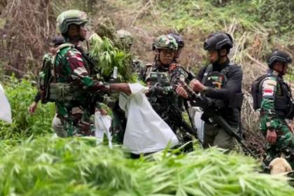 TNI temukan 1.347 batang ganja di hutan Pegunungan Bintang