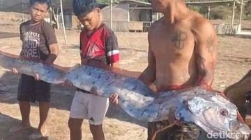Heboh Oarfish Muncul di Pantai NTB, Mengapa Disebut Ikan 'Kiamat'?