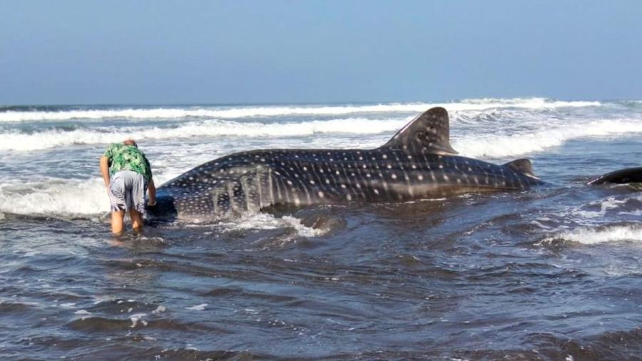 Hiu Paus Terdampar di Pantai Pengeragoan Bali