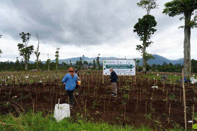 Jabar: 22 hektare kebun teh di Ciater-Pangalengan telah direvitalisasi