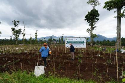 Jabar: 22 hektare kebun teh di Ciater-Pangalengan telah direvitalisasi