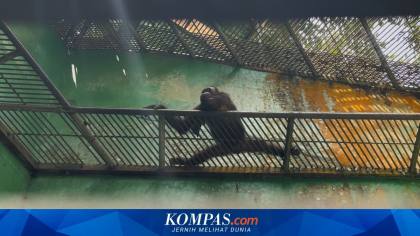 Asap Karhutla Ancam Satwa, Pemerintah Perkuat Satgas Penyelamatan Satwa Liar