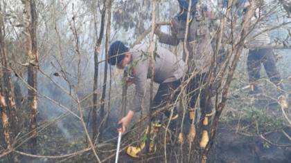 Enam Perusahaan Disanksi Kemenhut Buntut Karhutla 1.511 Hektare di Kalimantan