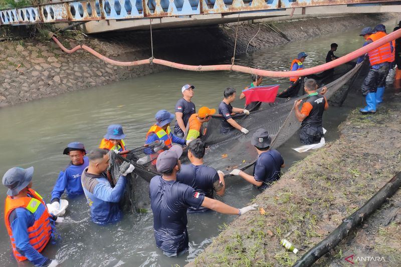 Jakarta Barat tangkap 1,19 ton ikan sapu-sapu sepanjang 2026