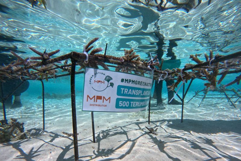 MPMX resmikan program transplantasi terumbu karang di Pulau Messah