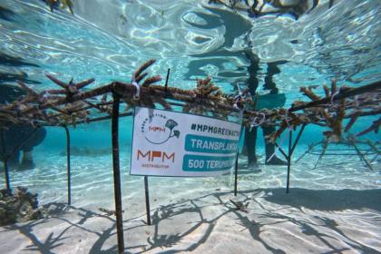 MPMX resmikan program transplantasi terumbu karang di Pulau Messah