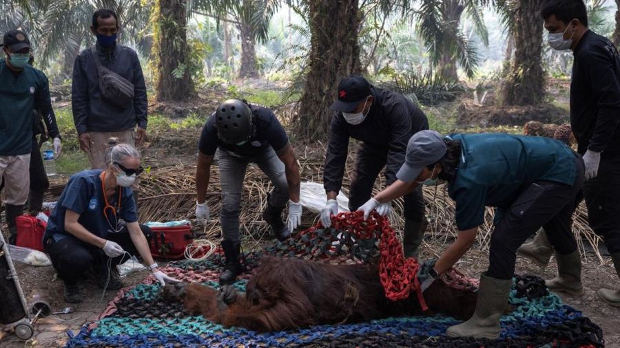 Orang Utan Pingsan di Tengah Kepungan Asap Karhutla Kalimantan