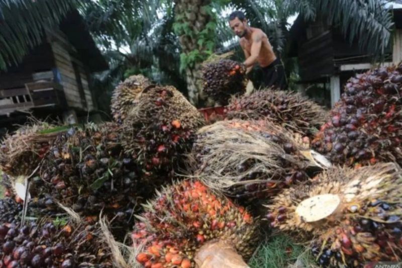 Harga TBS kelapa sawit petani Riau naik jadi Rp3.884,84 per kg