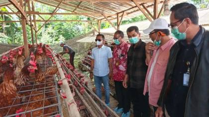 Setelah Padi dan Jagung, Bupati Bone Bidik Peternakan Jadi Kekuatan Ekonomi Baru