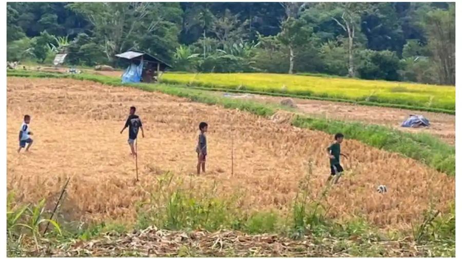 Kemarau Melanda Tana Toraja, Sawah Kini Disulap Jadi Lapangan Bola