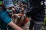 Viral Orang Utan Pingsan Gara-gara Asap Karhutla Kalimantan, Ditemukan di Tengah Kebun Sawit