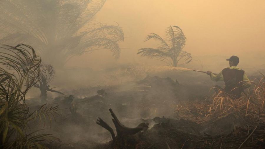 12 Perusahaan Diduga Jadi Biang Karhutla di Kalimantan