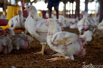 Setelah Setengah Abad, Kok Bisa Ukuran Ayam Membesar Beberapa Kali Lipat?