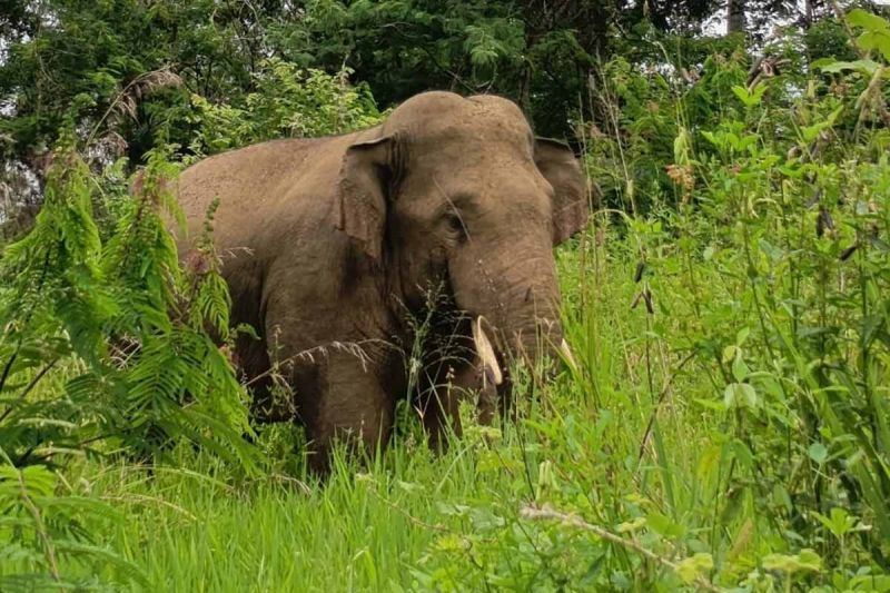 BKSDA Aceh kerahkan tim cegah interaksi negatif gajah di Aceh Tengah