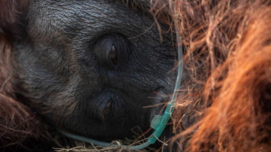 FOTO: Detik-detik Penyelamatan Orangutan dari Karhutla Kalbar