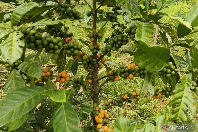 Kopi liberika dan harapan yang tumbuh di Padi Jaya