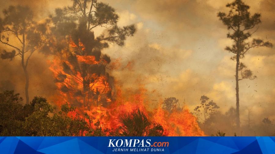 BNPB: Sejumlah Wilayah Masih Alami Karhutla, dari Jatim hingga Kaltara