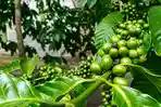Perkebunan Kopi Arabika 500 Ha Akan Dikembangkan di Kabupaten Puncak Papua