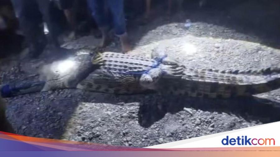 Serangan Buaya di Sungai Budong-budong Tewaskan 2 Bocah dalam Sepekan