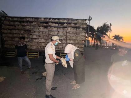 Karantina Sultra Awasi Pemasukan 1.400 Ekor Ayam Broiler Asal Sulsel | LPP RRI