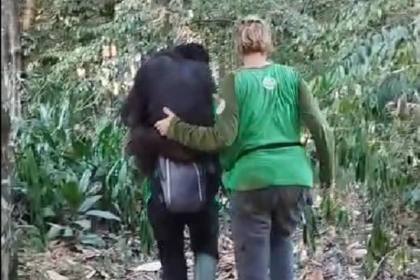 Khawatir stres, tim dampingi orangutan pascaevakuasi dari hutan Kaltim