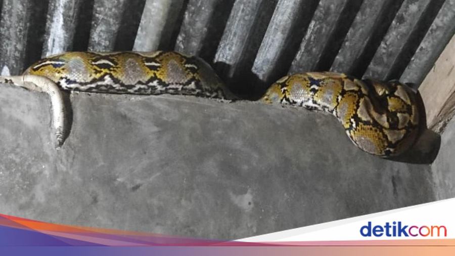 Ular Piton 3 Meter Masuk Rumah Warga di Mamuju, Damkar Evakuasi