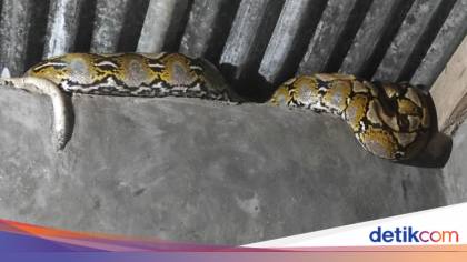 Ular Piton 3 Meter Masuk Rumah Warga di Mamuju, Damkar Evakuasi